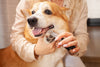 How to Keep Your Dog Calm When Clipping Their Nails