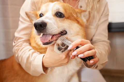 How To Calm Dogs For Nail Clipping