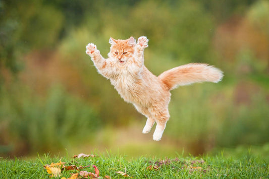 How To Calm Down A Cat