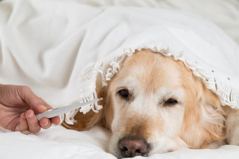 How To Comfort A Dog With Fever