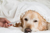 How to Comfort Your Pet With a Fever