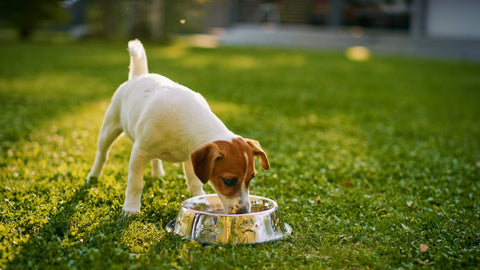 How To Detox A Dog