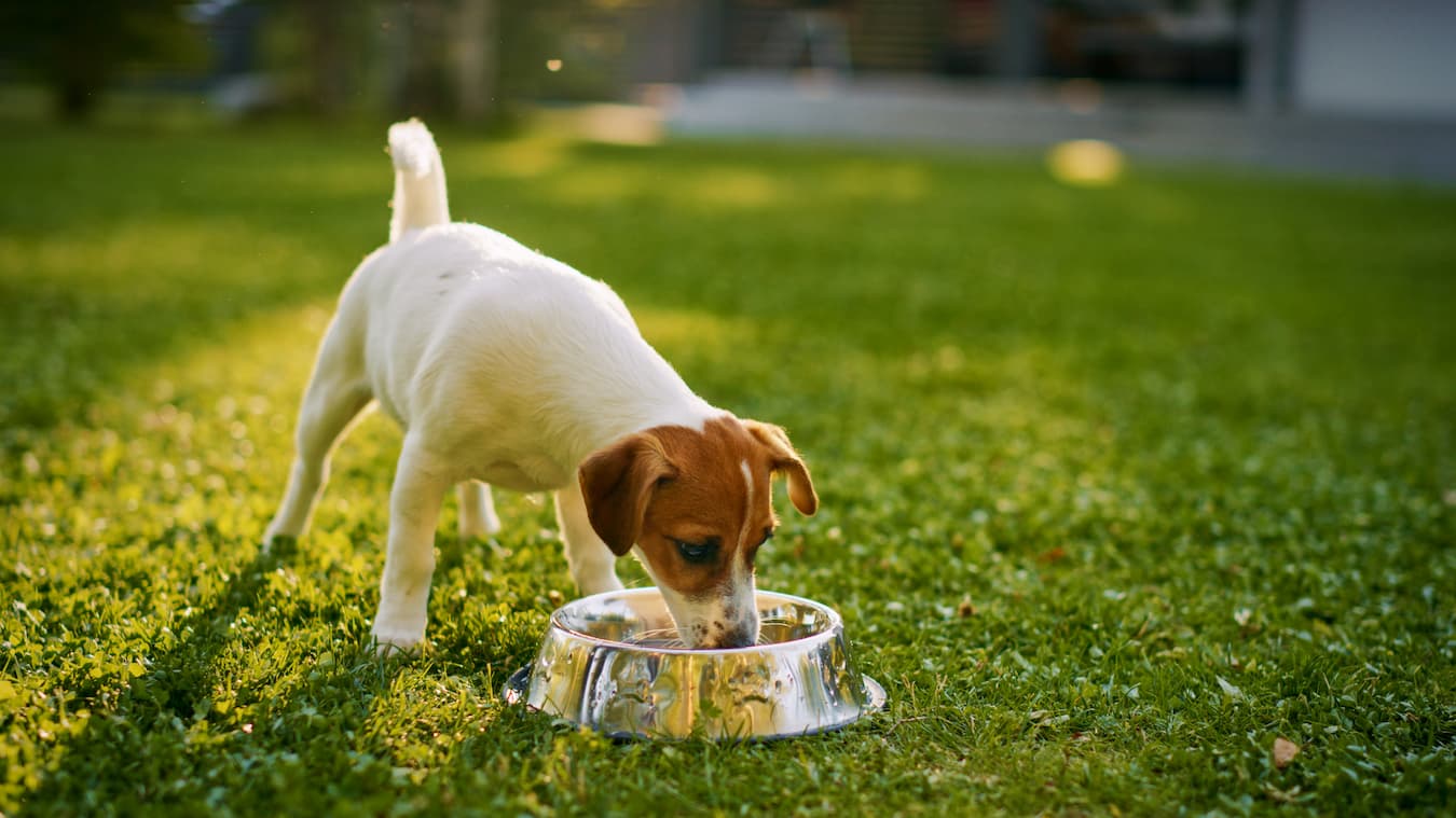 Detoxifying Your Pet – Why and When it's Important