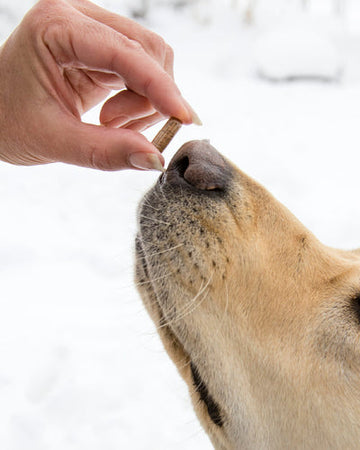 Read how to give a capsule to a dog. Hand giving yellow lab Earth Buddy Focus+Immune capsule.