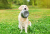 5 Ways to Support Your Dog's Gut Health Naturally