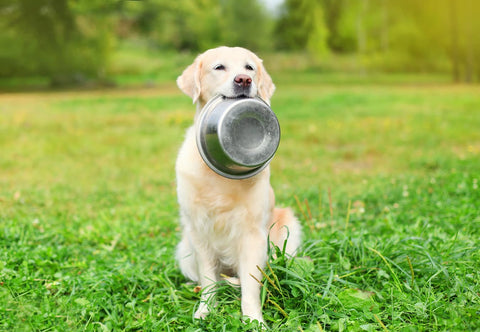 How To Improve Dog Gut Health Naturally