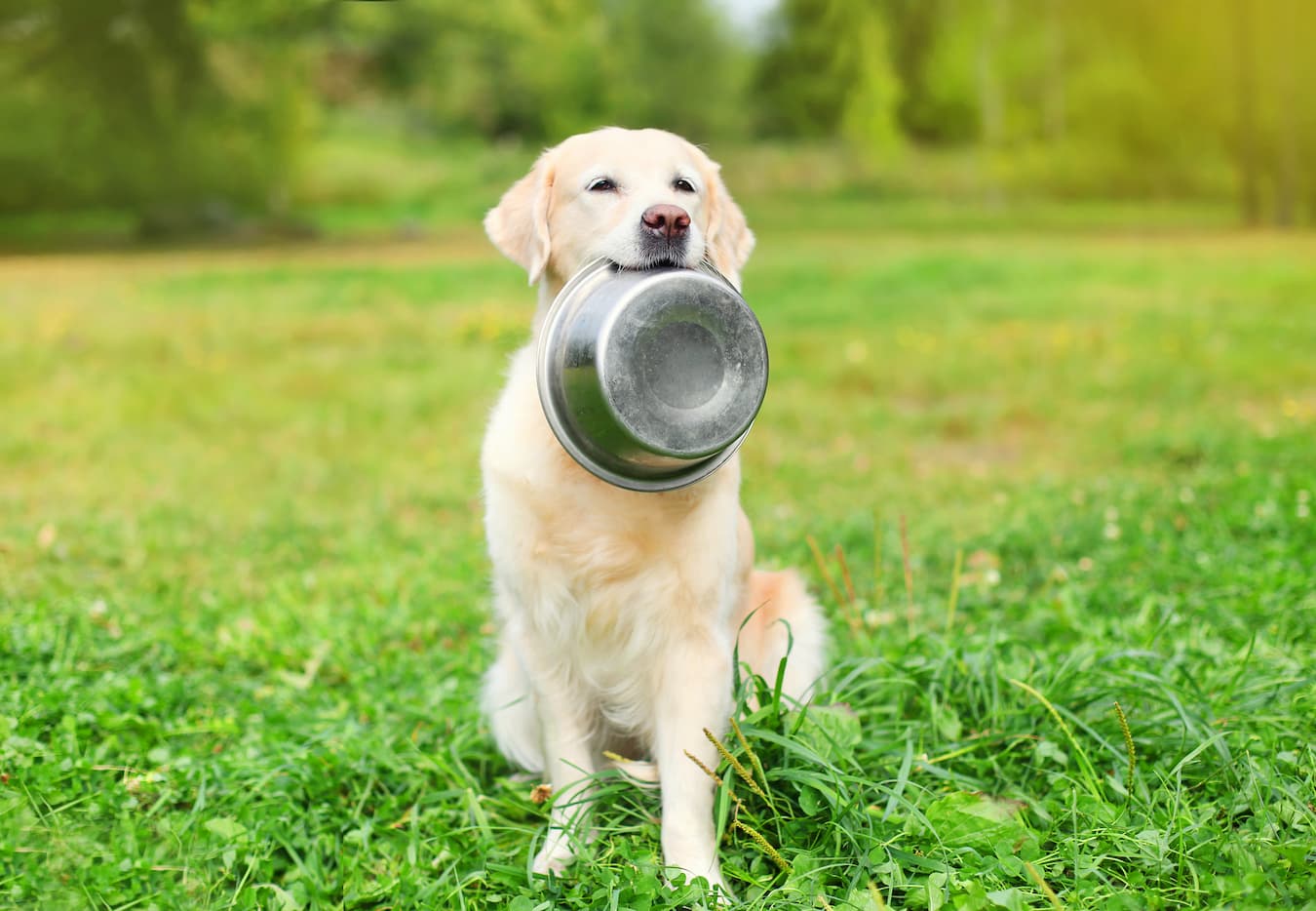 5 Ways to Support Your Dog's Gut Health Naturally
