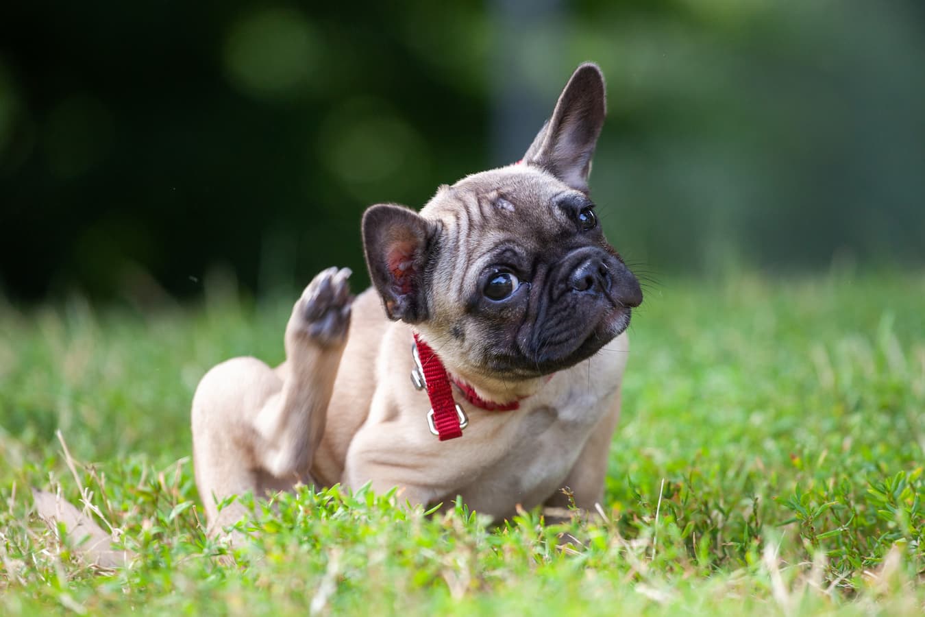 How Can You Tell if Your Dog Has Allergies?