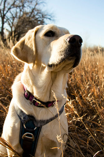 Exploring Primary vs. Secondary Immune Responses in Pets