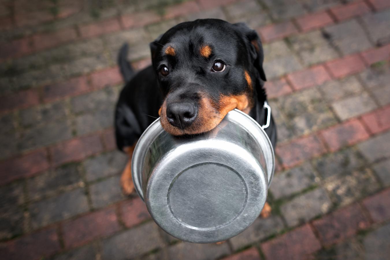Is "Grain-Free" Good for Your Dog?
