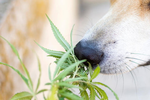 Is Hemp Good For Dogs
