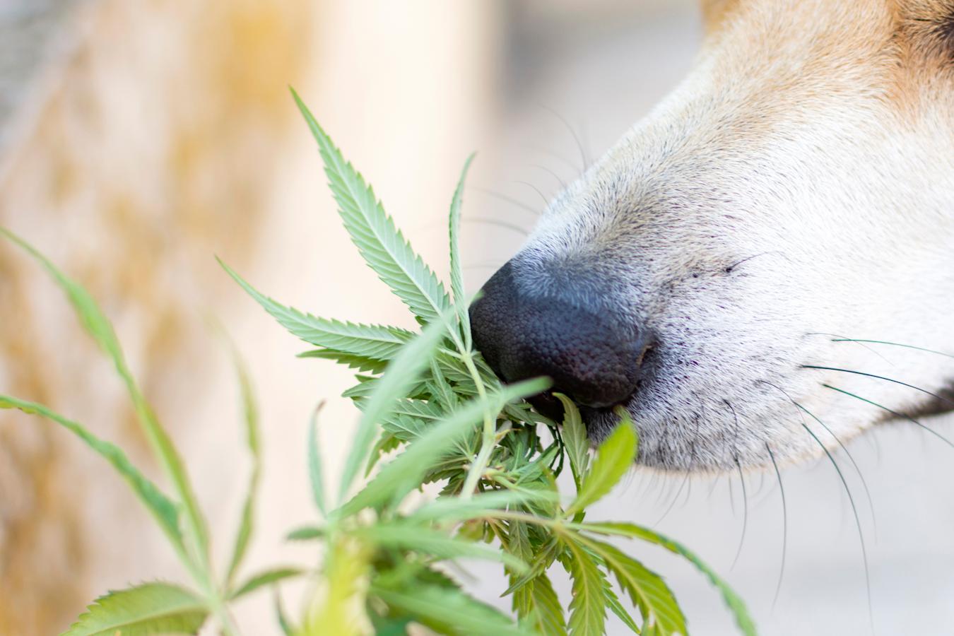 Hemp for Dogs - Everything You Need to Know