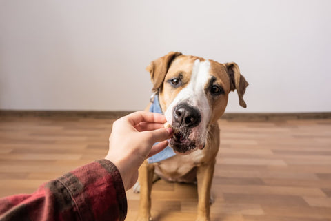Is It Ok To Give My Dog Calming Treats Everyday