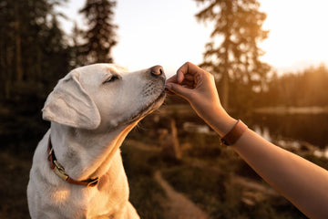 Liposomal Glutathione For Dogs