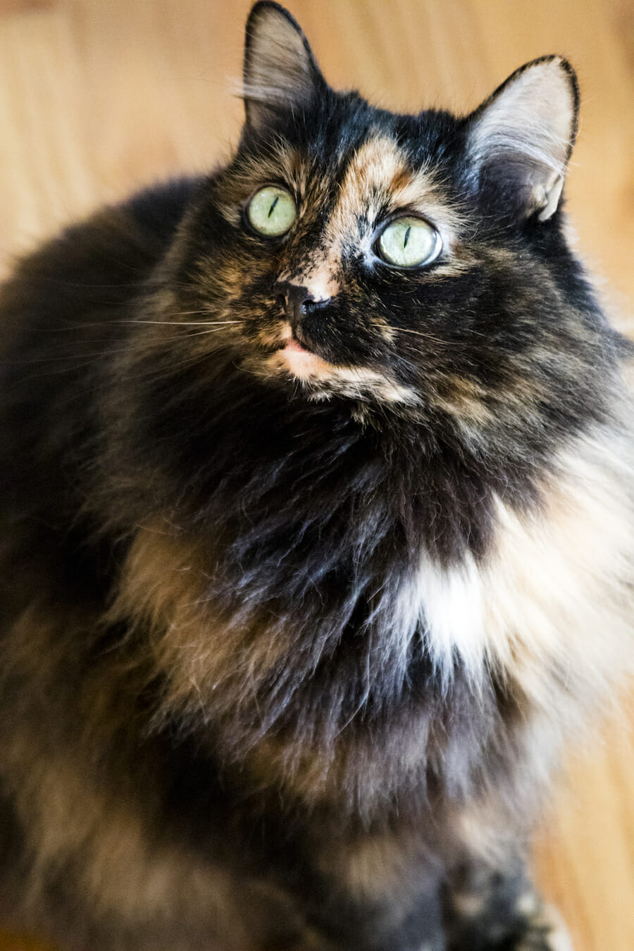 A Guide for Using MCT Oil for Cats' Health and Wellness