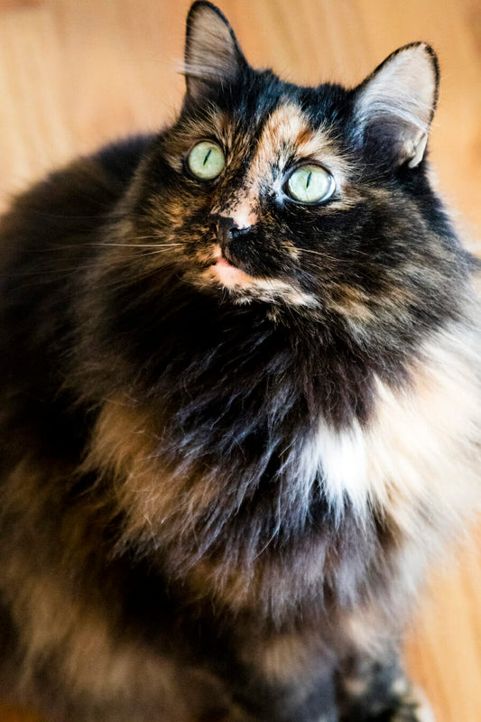 A Guide for Using MCT Oil for Cats' Health and Wellness