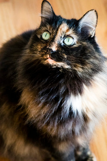 A Guide for Using MCT Oil for Cats' Health and Wellness
