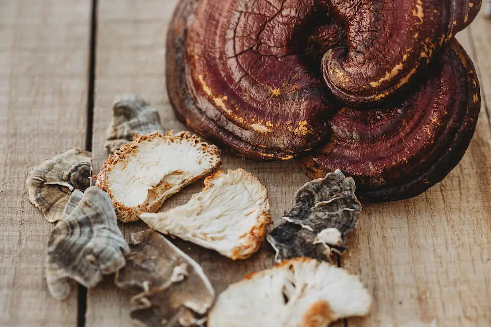 "LIVE" Q & A Session with Sean Zyer on Medicinal Mushrooms for Your Pets!