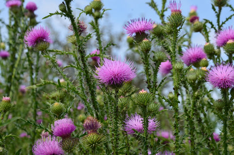 Milk Thistle Benefits For Dogs