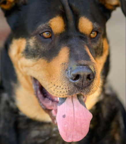 Black dog & brown dog. Can dogs eat mushrooms? Read to learn about functional mushrooms for dogs.