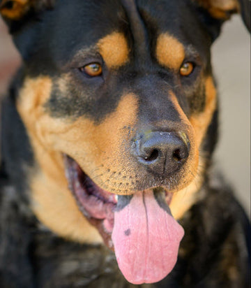 Black dog & brown dog. Can dogs eat mushrooms? Read to learn about functional mushrooms for dogs.