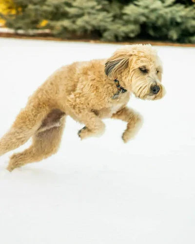 Natural Remedy for Pet Allergies: Medicinal Mushrooms