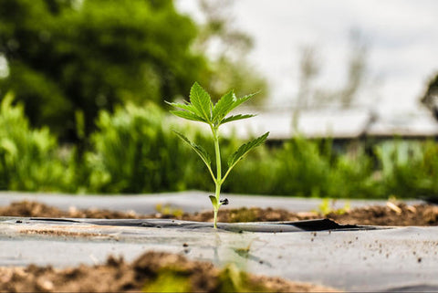 Organic hemp seedlings on Earth Buddy's Colorado farm, the raw plant source of full spectrum CBD and CBDa for pets