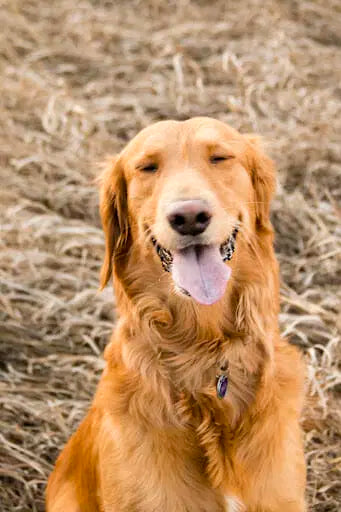 When is Shedding Season for Dogs?