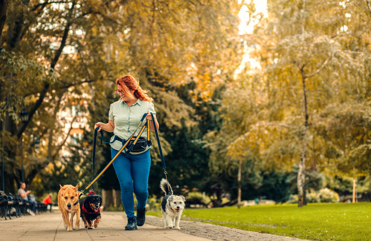 Mental Stimulation for Dogs: 12 Brain Games and Enrichment Ideas