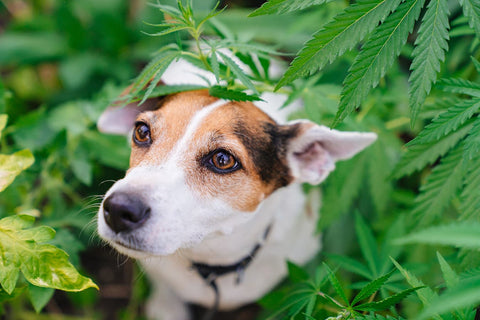 Phytocannabinoids For Dogs