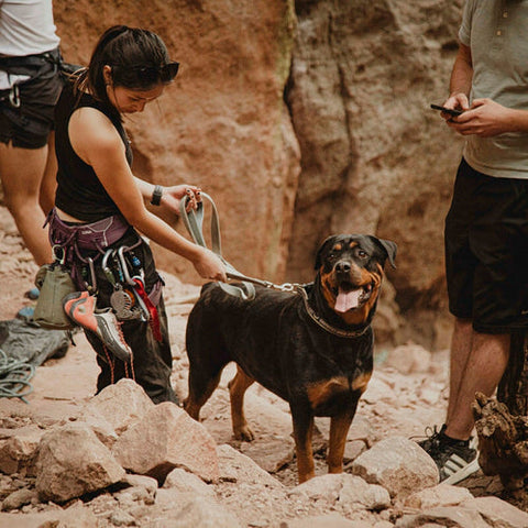 Rottweiler hiking with people in the mountains, illustrating signs of poor gut health in dogs