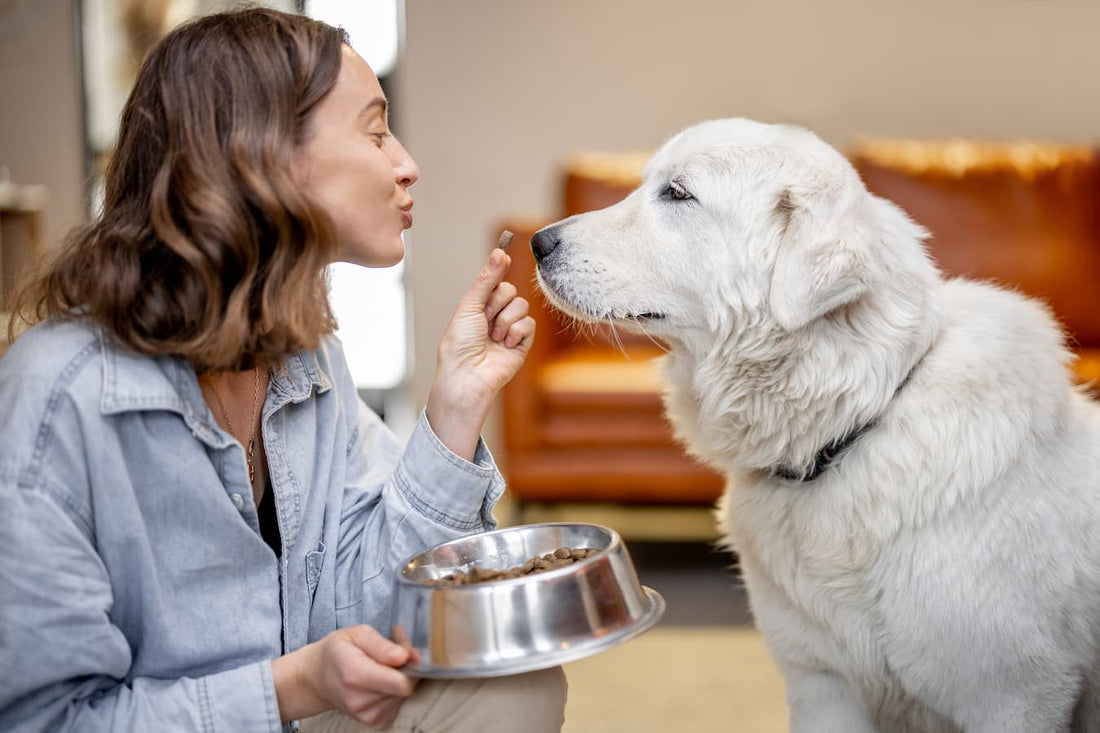 Probiotics For Dogs