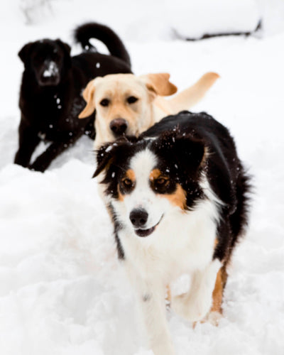 6 Sources of Protein for Dogs