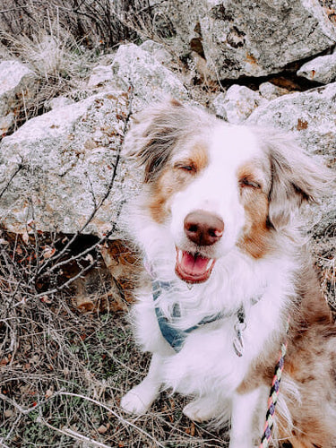 5 Tips for Road Trips With Dogs