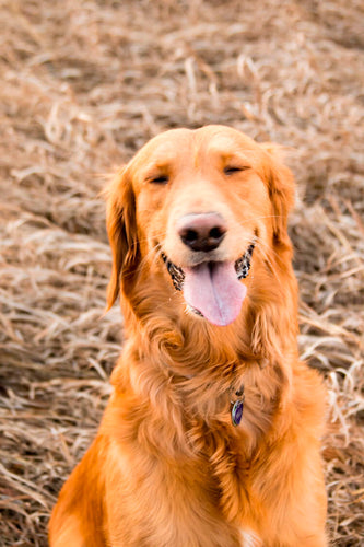 When is Shedding Season for Dogs?