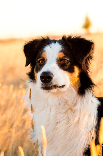 7 of the Best Whole Foods for Dogs