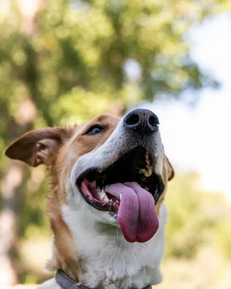 A happy dog with his mouth open and tongue out. Read this blog to learn how to fix bad breath in dogs with pet supplements and other changes.