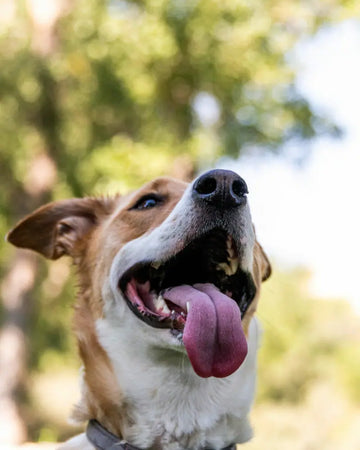 A happy dog with his mouth open and tongue out. Read this blog to learn how to fix bad breath in dogs with pet supplements and other changes.