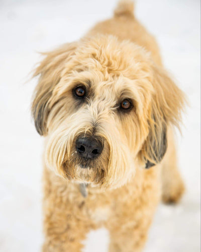 What is Reverse Sneezing in Dogs?