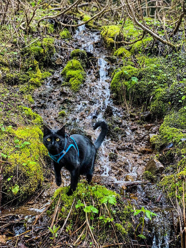 Exploring the Question: Why Do Cats Shed?