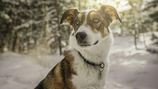 Stressed Dog Body Language