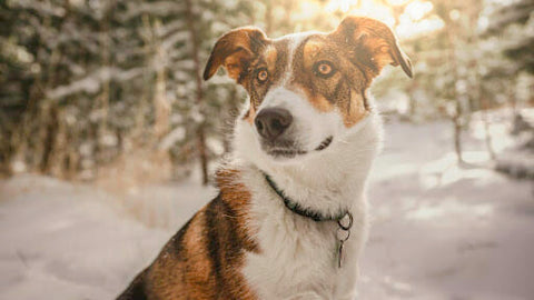 Anxious dog showing stressed dog body language with a lowered head and wary eyes
