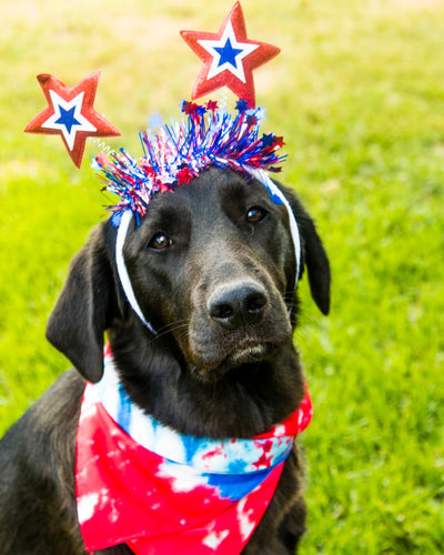 Brown Labrador wearing a red, white, and blue bandana ready for summer dog activities