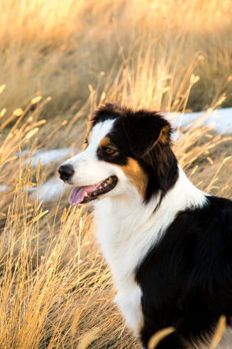 Why Do Dogs Get Hot Spots?