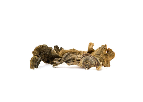 Turkey Tail mushrooms growing on a log, one of five species providing triterpenes in mushroom supplements for dogs
