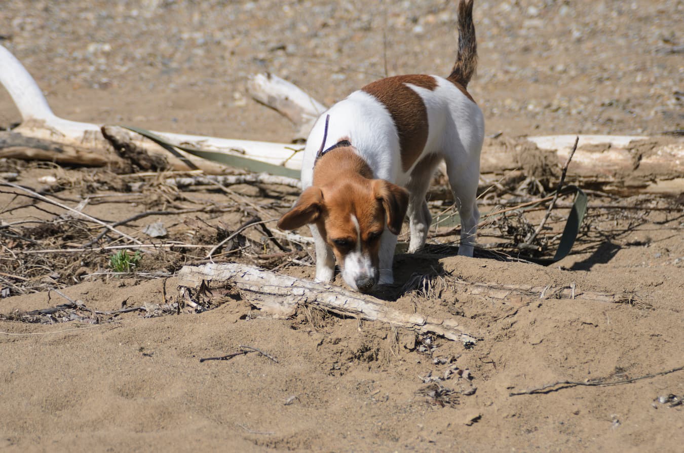 Valley Fever in Dogs: What to Look For