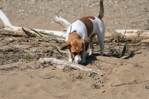 Valley Fever In Dogs