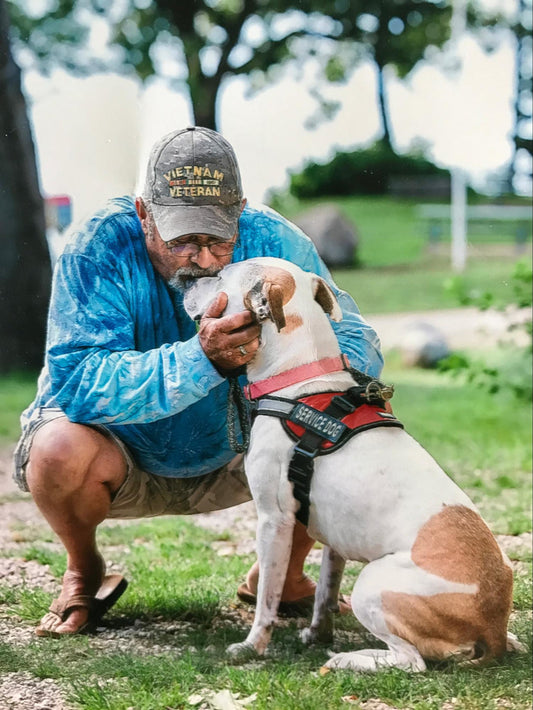 Vietnam veteran kissing his service dog. White pitbull with brown spots.