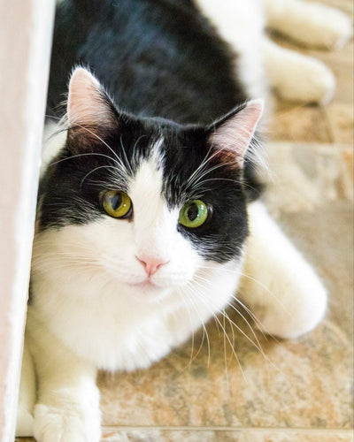 7 Ways To Have A More Relaxed Cat
