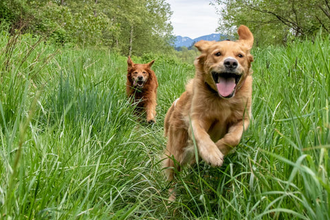 What Age Do Dogs Calm Down